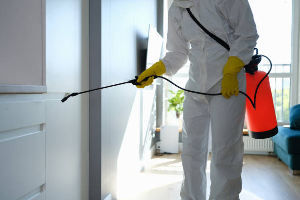 Best DIY Mold Remediation Support Services in Hightstown, NJ