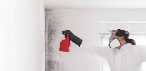  Hightstown, NJ Mold Removal Pros